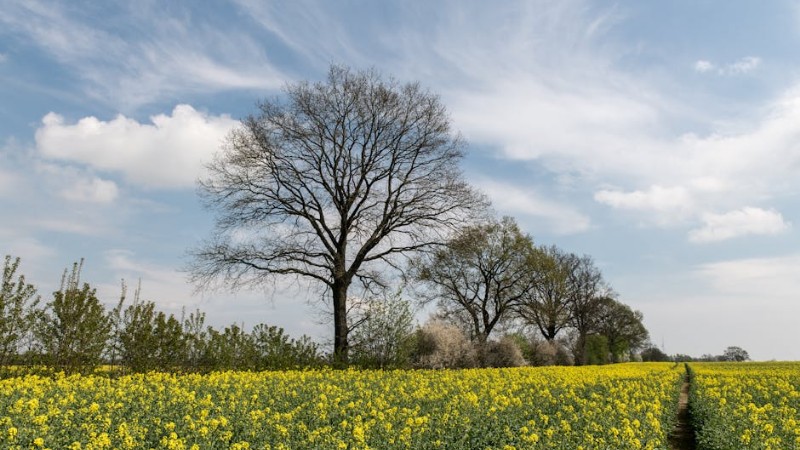 Idyllic field of blooming rapeseed flowers under a vibrant spring sky in Büchen, Schleswig-Holstein. - Idyllic field of blooming rapeseed flowers under a vibrant spring sky in Büchen, Schleswig-Holstein., tags: und - pexel