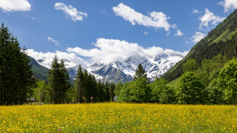 A picturesque scene of a flower field with snow-capped mountains and blue sky., tags: auszeit - pexel