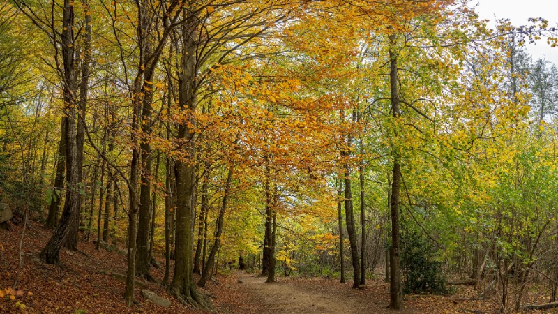 Serene pathway through vibrant autumn forest in Montseny, Spain., tags: die - pexel