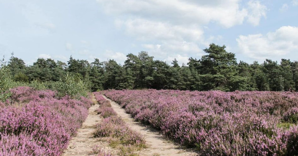 Heidewanderungen prägen nachhaltigen Naturtourismus in Kaltenkirchen